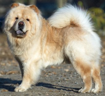 Chow Chows: What's Good About 'Em, What's Bad About 'Em