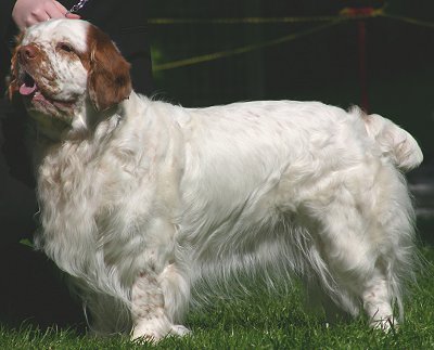 Clumber Spaniel dog breed