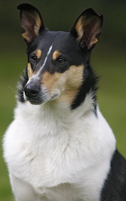 Scottish Collie dog breed