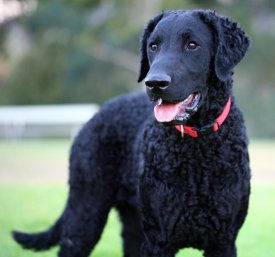 Curly-Coated Retriever dog breed