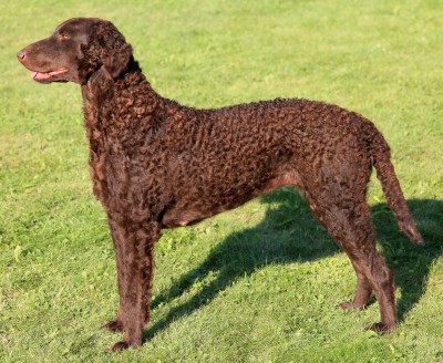 Curly Coated Retriever Health Problems, How Long Do Curly Coated Retrievers Live Together