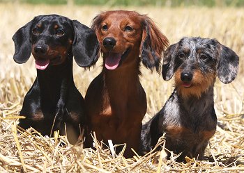 Dachshunds: What's Good About 'Em, What's Bad About 'Em