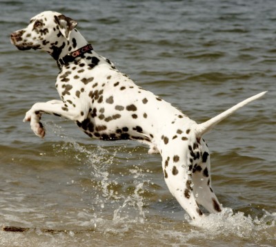 do dalmatians have a lot of health issues? 2