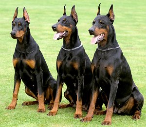 Pros And Cons of Neutering a Doberman 