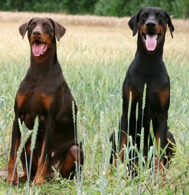 Doberman Pinscher dog breed