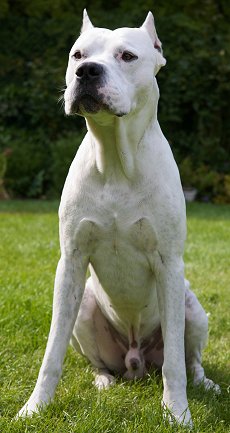 Argentine Dogo dog breed