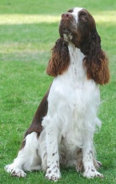 English Springer Spaniels: What's Good About 'Em, What's Bad About 'Em