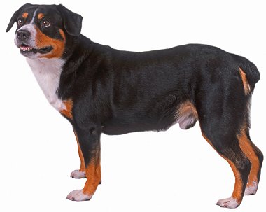 Entlebucher Mountain Dog breed