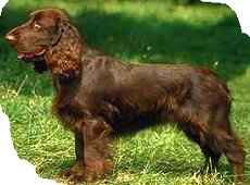 Field Spaniel dog breed