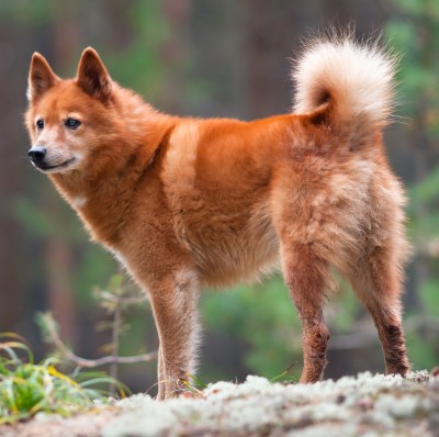 Finnish Spitz dog breed