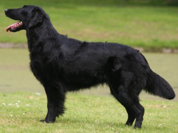 Flat-Coated Retriever dog breed