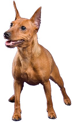 German Pinscher dog breed