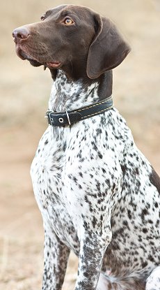 German Shorthaired Pointer dog breed
