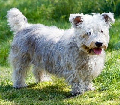 Glen of Imaal Terrier dog breed