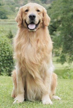 Golden Retriever dog breed
