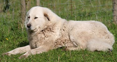 Great Pyrenees dog breed