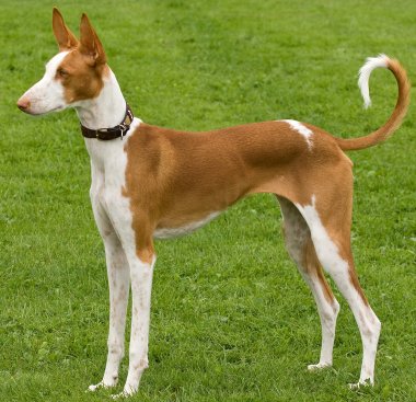 Ibizan Hound dog breed