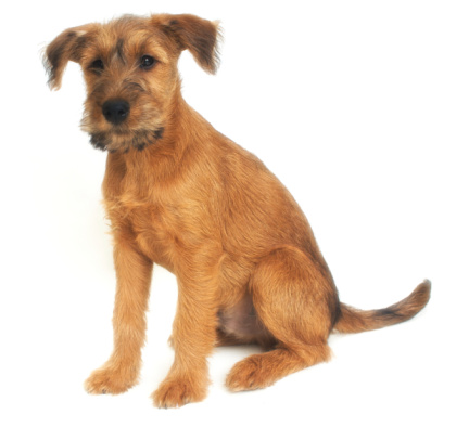 Irish Terrier pup