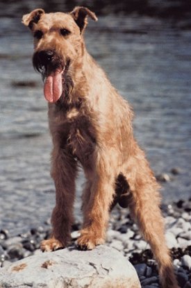 Irish Terrier dog breed