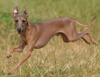 Italian Greyhound dog breed