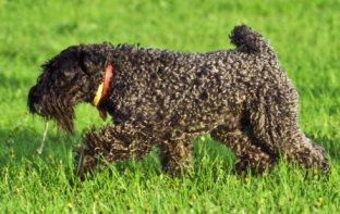 Kerry Blue Terrier dog breed