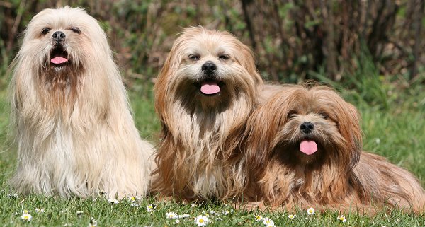 Lhasa Apso dog breed