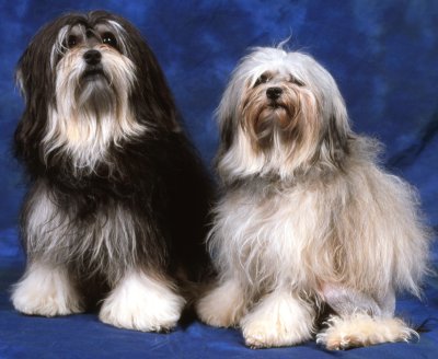 Lowchen dog breed