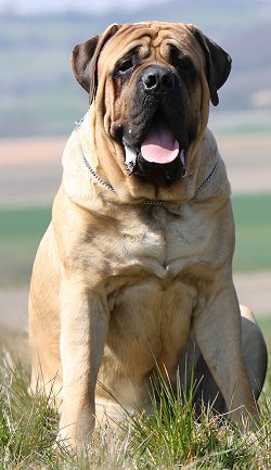 You say that he's an English Mastiff, but are you sure?