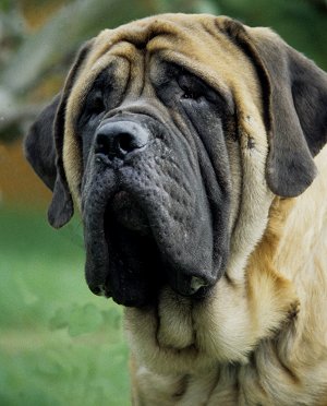 Old English Mastiff dog breed