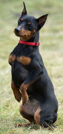 Miniature Pinscher dog breed