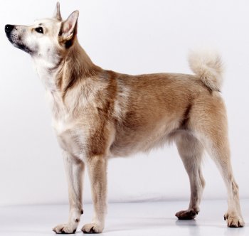 Norwegian Buhund dog breed