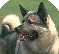 Norwegian Elkhound dog breed
