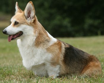 Pembroke Welsh Corgi dog breed