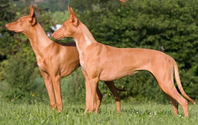 Pharaoh Hound FAQ: Frequently Asked Questions