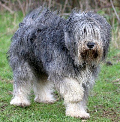 polish lowland sheepdog adoption