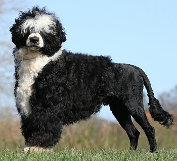 Portuguese Water Dog breed