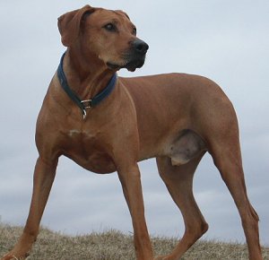 rhodesian ridgeback dogs for sale