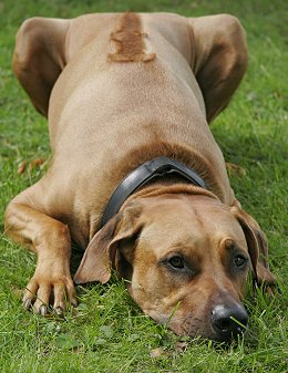 Rhodesian Ridgeback dog breed