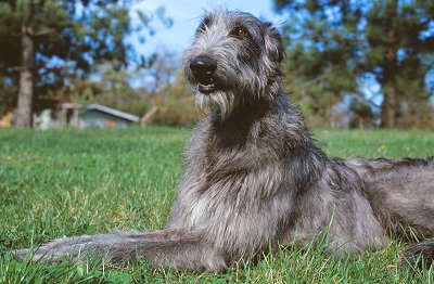 Scottish Deerhound dog breed