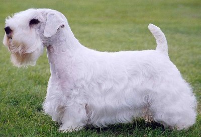 Sealyham Terrier dog breed