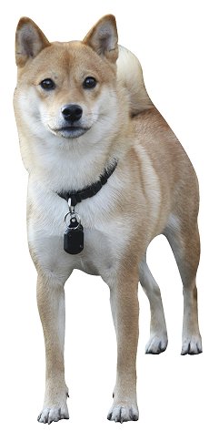 Shiba Inu dog breed