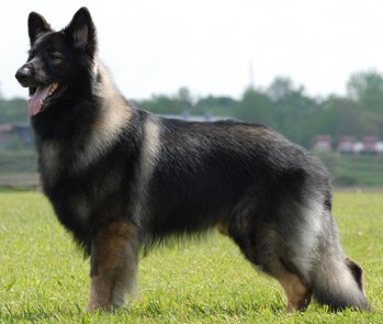 Shiloh Shepherd dog breed