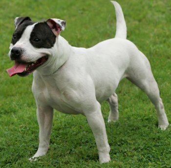 Uden tvivl dommer mod Staffordshire Bull Terriers: What's Good About 'Em, What's Bad About 'Em