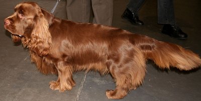 Sussex Spaniel dog breed
