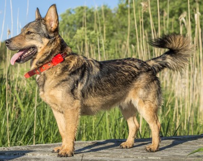 Swedish Vallhund dog breed