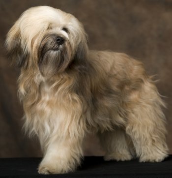 Tibetan Terriers: What's Good About 'Em, What's Bad About 'Em