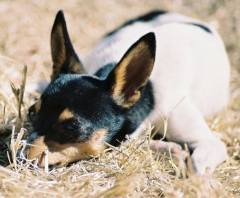 Toy Fox Terrier dog breed