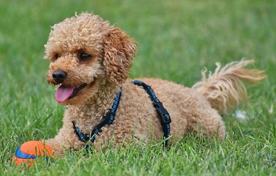 Toy Poodle Puppy Feeding Chart
