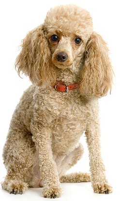 Toy Poodle Faq: Frequently Asked Questions