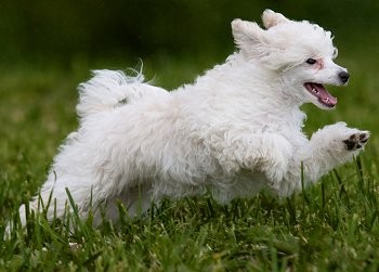 Toy Poodle dog breed